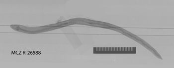 Media type: image;   Herpetology R-26588